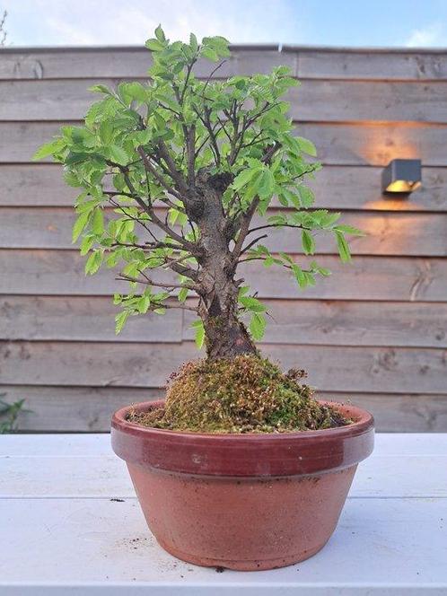 Japanese iep bonsai (Zelkova) - Hoogte (boom): 23 cm -, Antiek en Kunst, Curiosa en Brocante