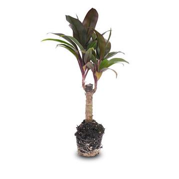 Mini-palm - Cordyline fruticosa Purple Compacta - Terrariu beschikbaar voor biedingen