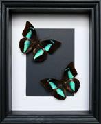 Vlinder Taxidermie volledige montage - prepona omphale - 25