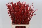 Katwilg wilgenkatjes gekleurde katjeswilg rood salix bundel, Hobby en Vrije tijd, Ophalen of Verzenden, Nieuw