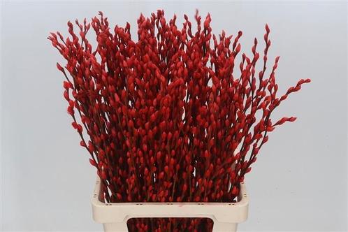 Katwilg wilgenkatjes gekleurde katjeswilg rood salix bundel, Hobby en Vrije tijd, Knutselen, Nieuw, Ophalen of Verzenden