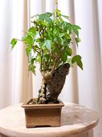 Drietand Esdoorn (Acer Buergerianum) - Hoogte (boom): 17 cm, Antiek en Kunst