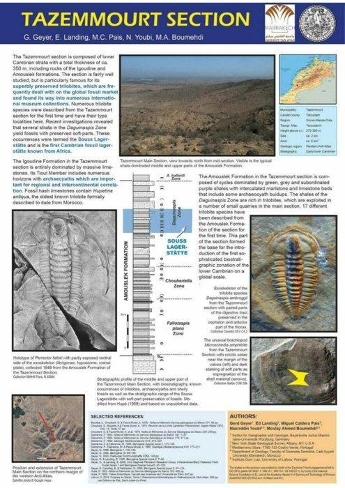 Trilobiet - Gefossiliseerd dier - Bigotina sp. (Geyer, 2019), Verzamelen, Mineralen en Fossielen
