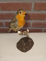Roodborstje Taxidermie volledige montage - Erithacus, Nieuw