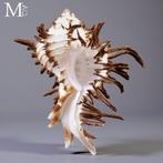 Prachtige verzamelbare schelp Hexaplex cichoreum f. endivia