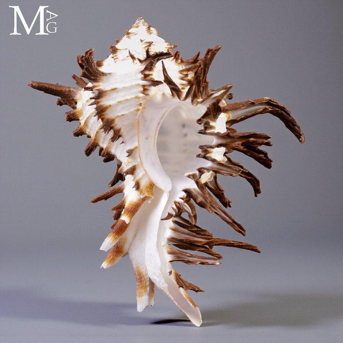 Prachtige verzamelbare schelp Hexaplex cichoreum f. endivia, Verzamelen, Mineralen en Fossielen