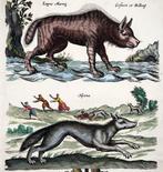 Matthäus Merian (1593-1650) - hand-coloured folio: Wolf,, Antiek en Kunst