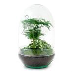 DIY terrarium - Egg XL -  30 cm, Verzenden