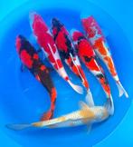 Hirasawa Marusei 45-55cm (Japanse Koi), Dieren en Toebehoren, Karper of Koi