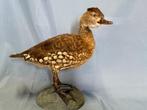 Gevlekte fluitende eend Taxidermie volledige montage -, Nieuw