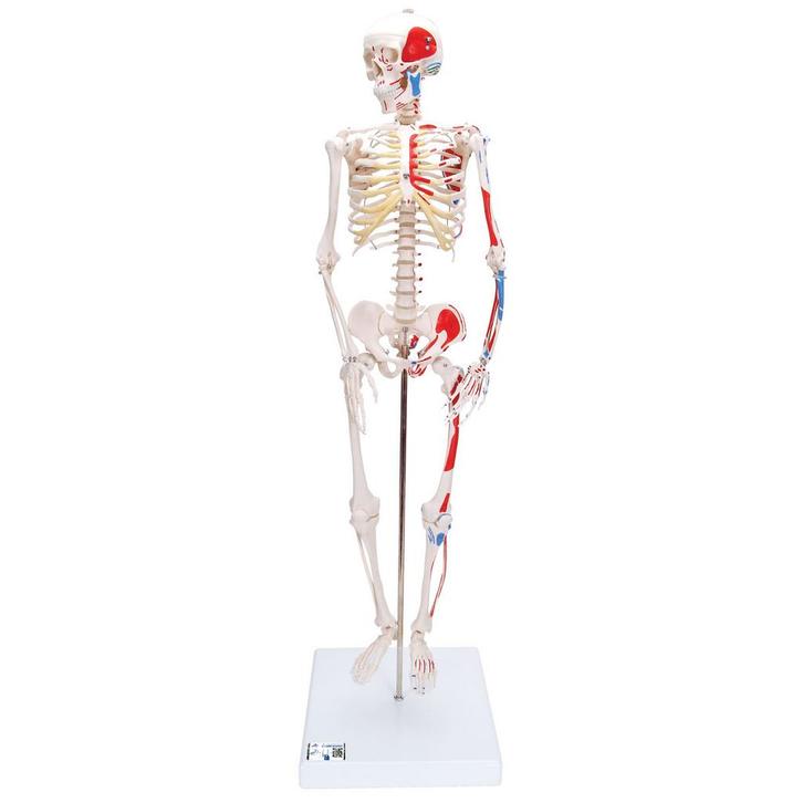 Anatomie model menselijk skelet met spieren, 80 cm, Sport en Fitness, Massageproducten