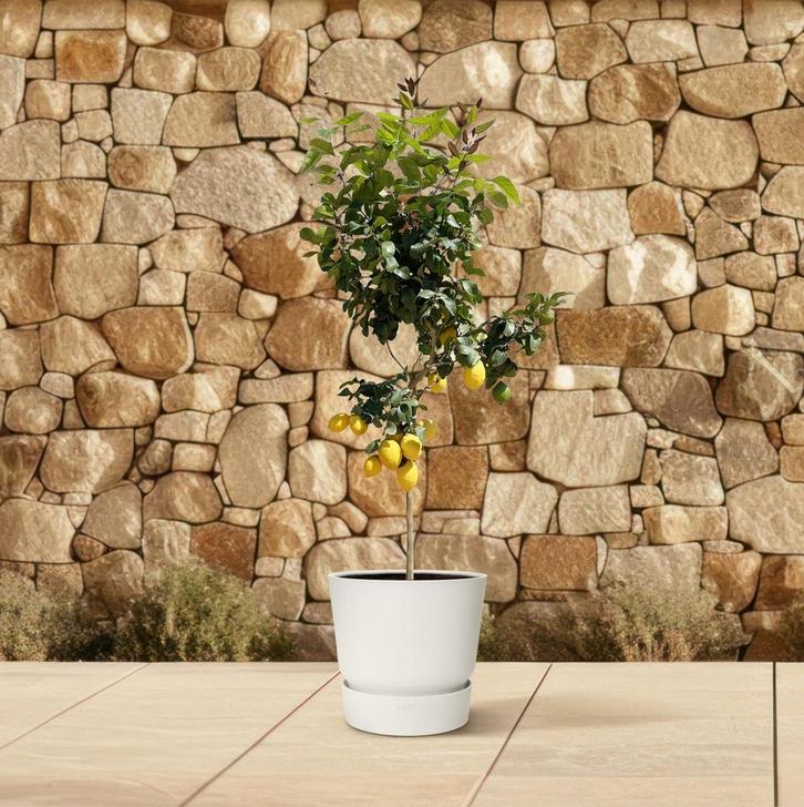 Citroenboom | 150 cm - Ø24cm, Huis en Inrichting, Kamerplanten, Verzenden