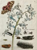 Maria Sibylla Merian (1647–1717) - Giacinto e Falena tigre