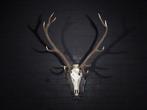 Large Red Stag Trophy Schedel - Cervus elaphus - 45 cm - 120, Nieuw