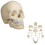 Anatomie model schedel osteopathie, 22-delig, topkwalite..., Nieuw