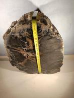 Fossiel hout - Fossiele matrix - 32 cm - 27 cm