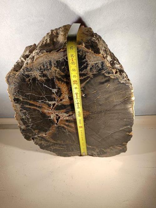 Fossiel hout - Fossiele matrix - 32 cm - 27 cm, Verzamelen, Mineralen en Fossielen