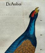 Conrad Gesner - De Auibus - 1555, Antiek en Kunst, Antiek | Boeken en Bijbels