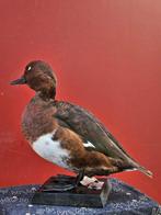 Tabaccata Moretta Taxidermie volledige montage - Aythya, Nieuw