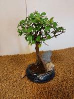 Japanese iep bonsai (Zelkova) - Hoogte (boom): 21 cm -, Antiek en Kunst