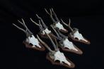 abnormal Roebuck trophys Schedel - Capreolus capreolus - 0, Nieuw