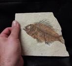 Vis - Gefossiliseerd geleed skelet - PRISCACARA - 17 cm -