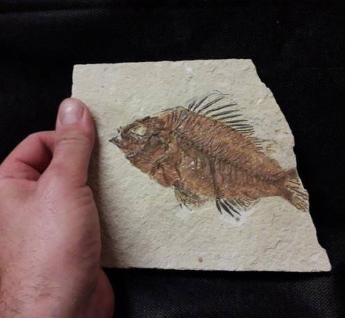 Vis - Gefossiliseerd geleed skelet - PRISCACARA - 17 cm -, Verzamelen, Mineralen en Fossielen