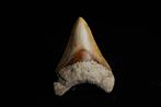 Haai - Fossiele tand - Carcharocles (Otodus) megalodon