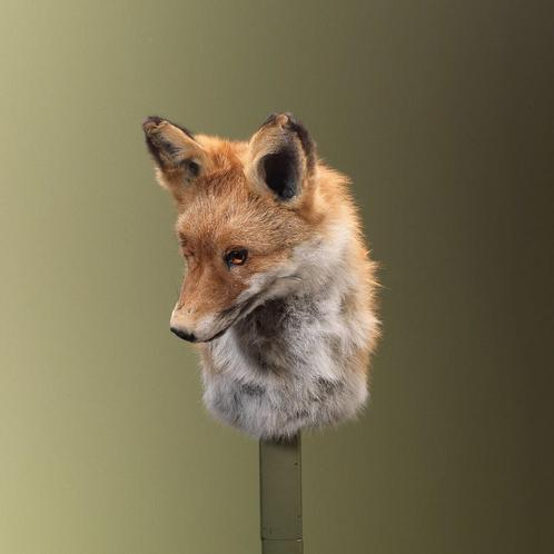 Vos Taxidermie Opgezette Dieren By Max, Verzamelen, Dierenverzamelingen, Opgezet dier, Nieuw, Wild dier, Ophalen of Verzenden