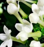 Yodeyma - Yodeyma Iris eau de parfum, Sieraden, Tassen en Uiterlijk, Uiterlijk | Parfum, Ophalen of Verzenden, Nieuw