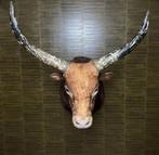 Koe Taxidermie Opgezette Dieren By Max, Verzamelen, Dierenverzamelingen, Ophalen of Verzenden, Nieuw, Wild dier, Opgezet dier
