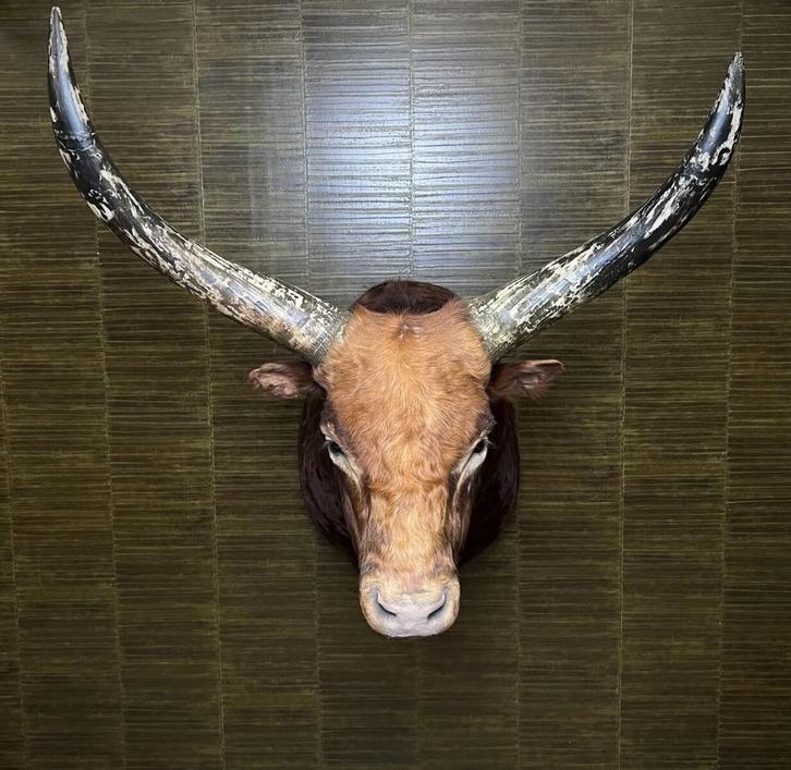 Koe Taxidermie Opgezette Dieren By Max, Verzamelen, Dierenverzamelingen, Opgezet dier, Nieuw, Wild dier, Ophalen of Verzenden