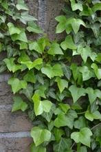 Klimop Hedera helix 5-10 Pot P9, Tuin en Terras, Planten | Tuinplanten
