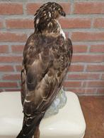 Aziatische wespendief Taxidermie volledige montage - Pernis, Nieuw
