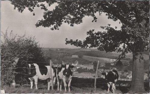 SCHIN OP GEUL - Mooi Limburg, Verzamelen, Ansichtkaarten | Nederland, Verzenden