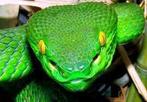 Slang Schedel - White-Lipped Viper - Trimeresurus albolabris, Nieuw