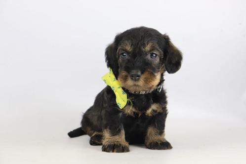 Ruwharige Dwergteckel - Ruwharige Kaninchen Teckeltjes, Dieren en Toebehoren, Honden | Teckels en Dashonden, Meerdere dieren, CDV (hondenziekte)