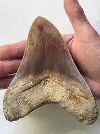 Enorme Megalodon tand 14,2 cm - Fossiele tand - Carcharocles