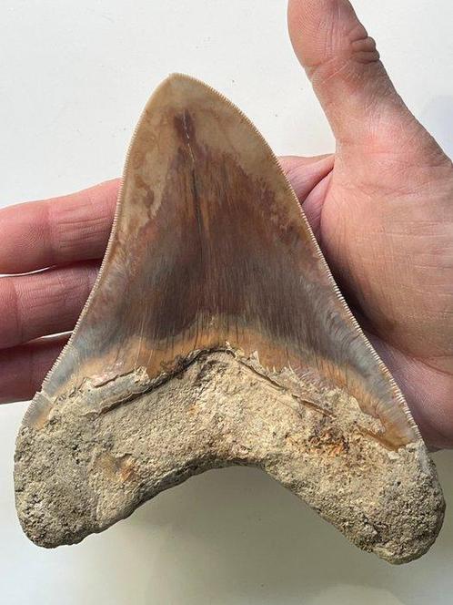 Enorme Megalodon tand 14,2 cm - Fossiele tand - Carcharocles, Verzamelen, Mineralen en Fossielen