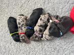 Puppys Mini Labradoodle x Labradoodle/Australian Sheperd, Parvo, 8 tot 15 weken, Meerdere, Meerdere dieren