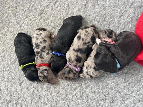 Puppys Mini Labradoodle x Labradoodle/Australian Sheperd, Dieren en Toebehoren, Honden | Niet-rashonden, Middel, Meerdere, Meerdere dieren