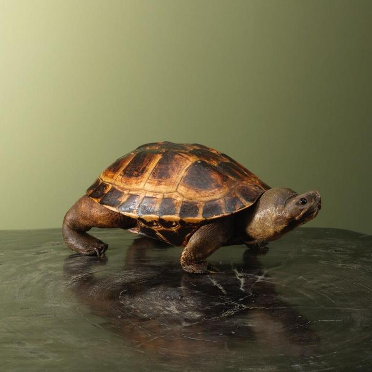 Landschildpad Antiek Taxidermie Opgezette Dieren By Max