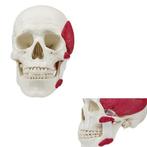 Anatomie model schedel met kauwspieren (3-delig), Verzenden, Nieuw