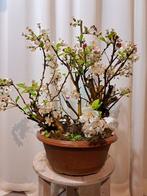 Grote oude malus bonsai in plastic pot - Hoogte (boom): 38