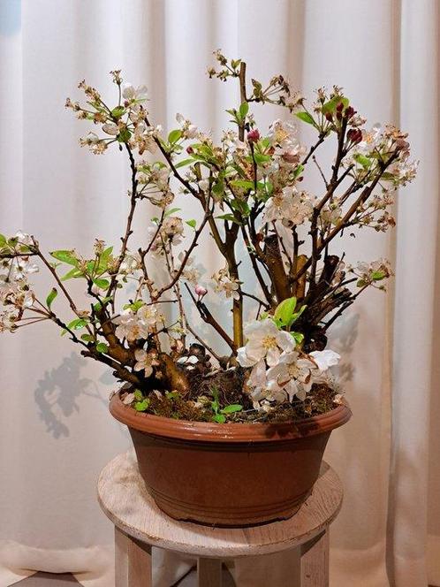 Grote oude malus bonsai in plastic pot - Hoogte (boom): 38, Antiek en Kunst, Curiosa en Brocante