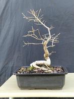 chene - Hoogte (boom): 34 cm - Diepte (boom): 27 cm -