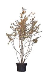 Krentenboom meerstammig Amelanchier lamarckii 325 cm - Waren, Tuin en Terras, Verzenden