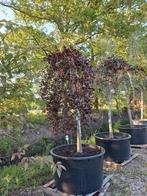 Fagus sylvatica atropurpurea pendula treurbeuk, Ophalen