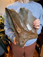 Wolharige mammoet - Fossiel bot - Scapula Mammuthus