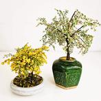 Pot (2) - bonsai - Glas - Kralen bonsai boom